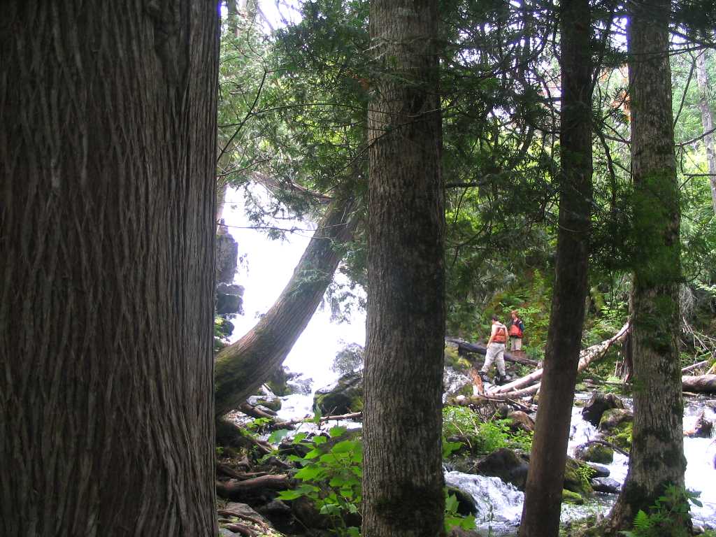 Eddy Falls through trees