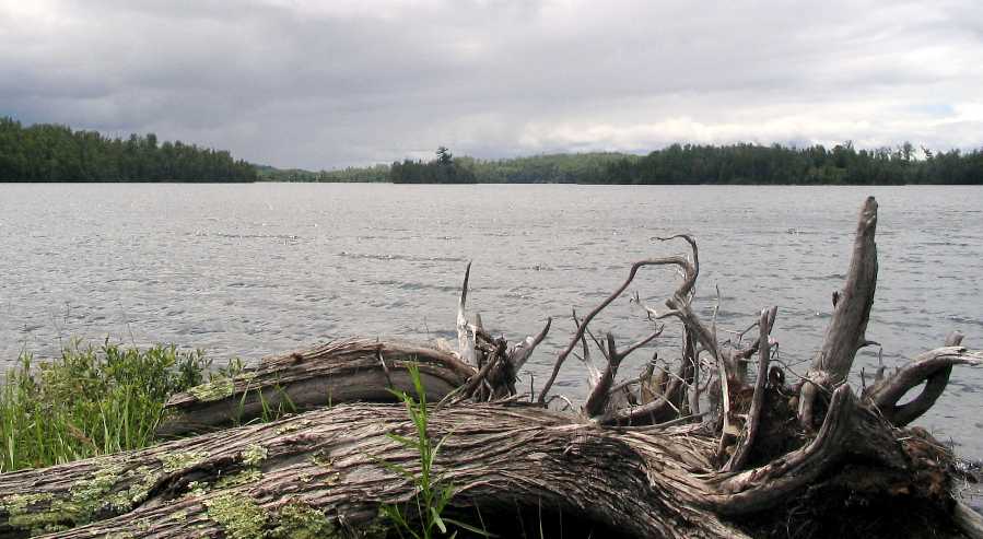 Driftwood on Knife Lake