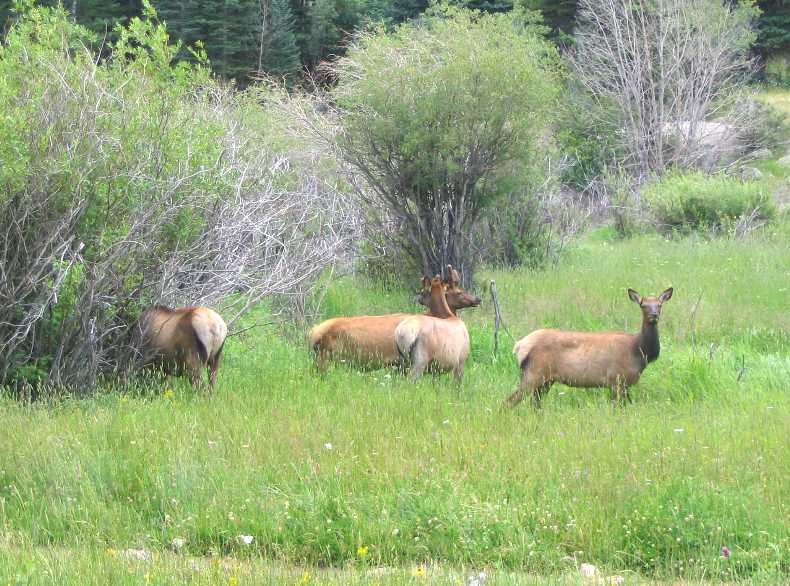 Elk in Rocky Mountain National Park