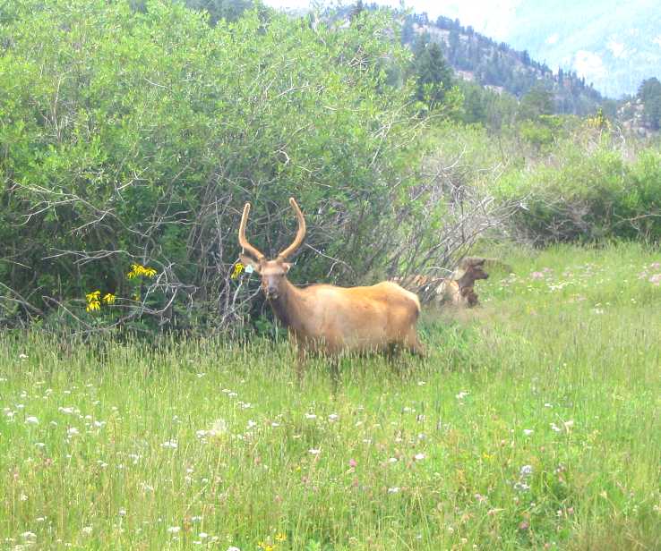 Elk in Rocky Mountain National Park