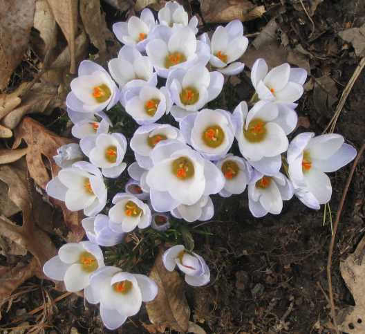 Blooming crocus