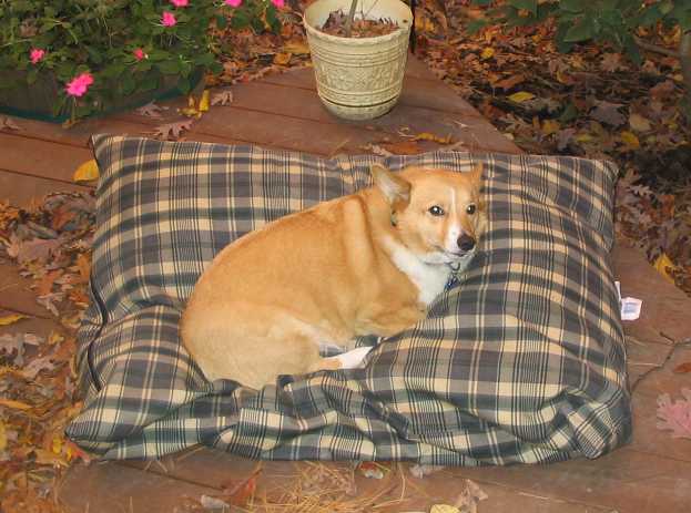 Pembroke Welsh Corgi