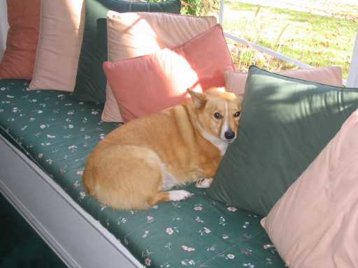 Pembroke Welsh Corgi