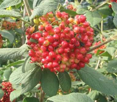 Viburnum berries