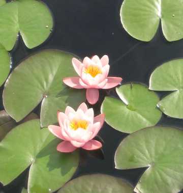 lily pads and blossoms