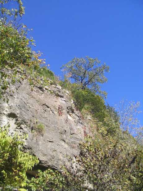 Tree on bluff