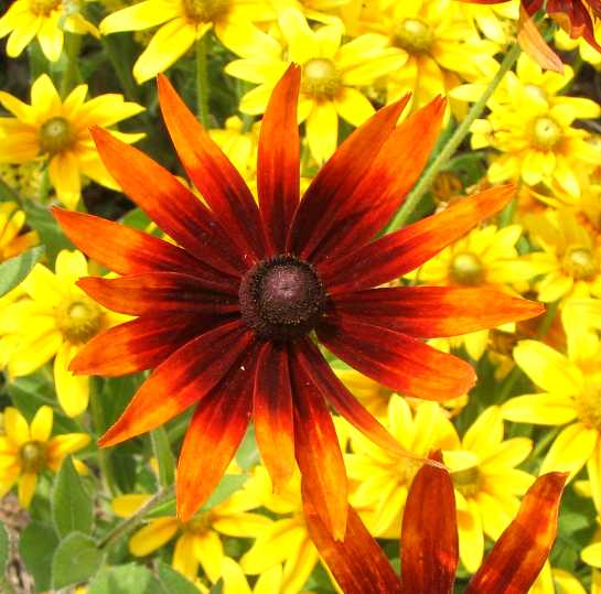 Closeup of Flower