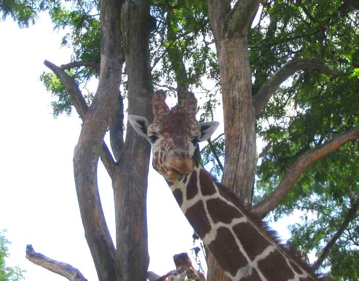 Giraffe