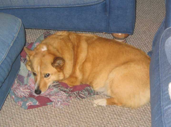 Welsh Pembroke Corgi