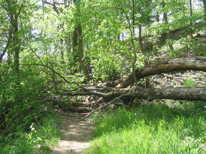 Tree blocks trail
